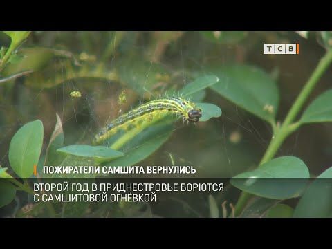 ����� ������� ��� �������. ������ ��� � ������������� ������� � ���������� ��������. ��������� ����������� �������� ���������� ������������ ���������. � �������� �������� ������� ���� ���������