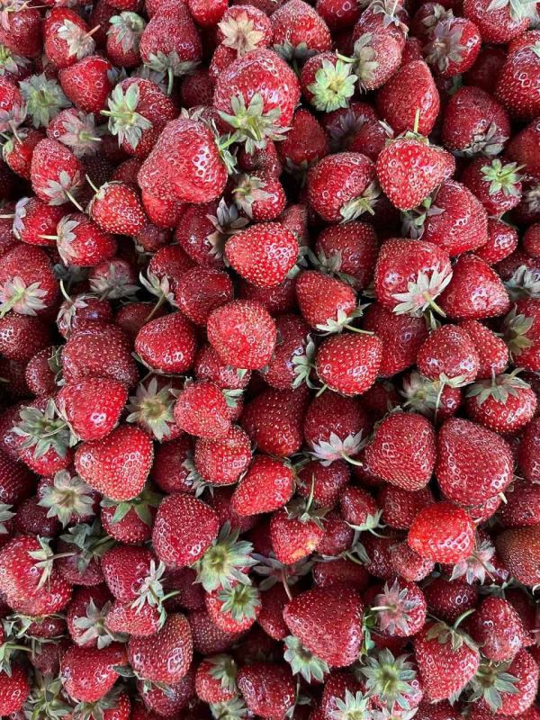 �������� �������������, 40 ������ �� ��. ��� �� ������� - ��� �� �����