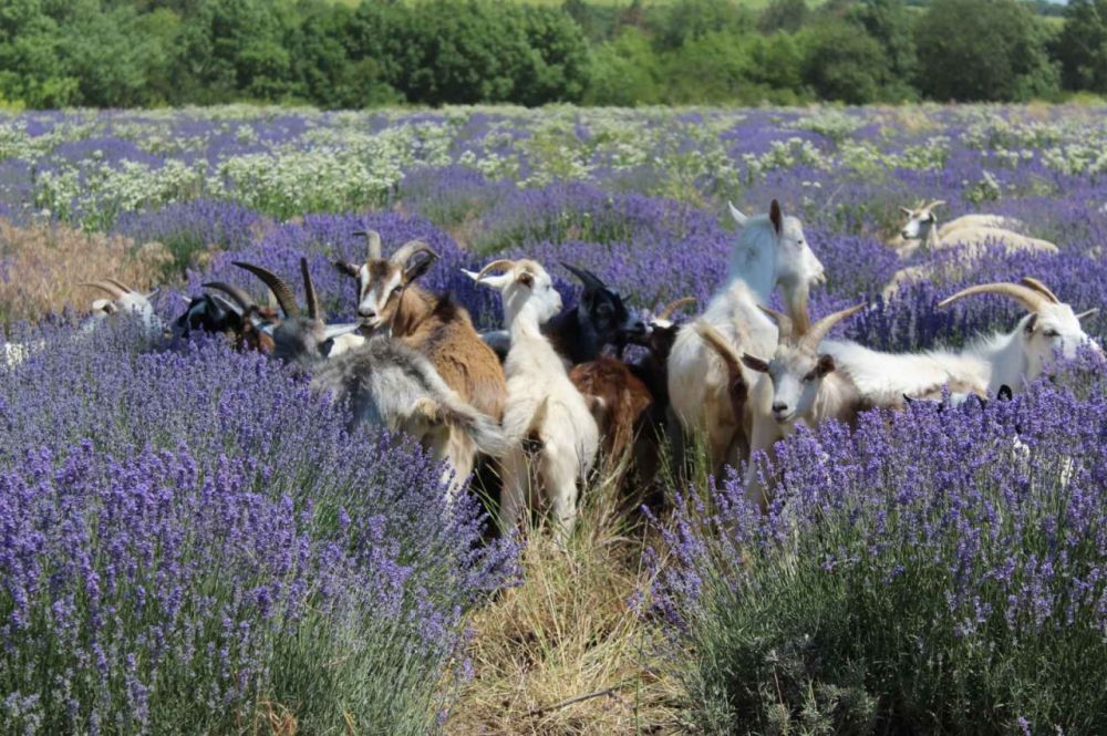 � ���������� ����� ��� � ���� ���������� �������