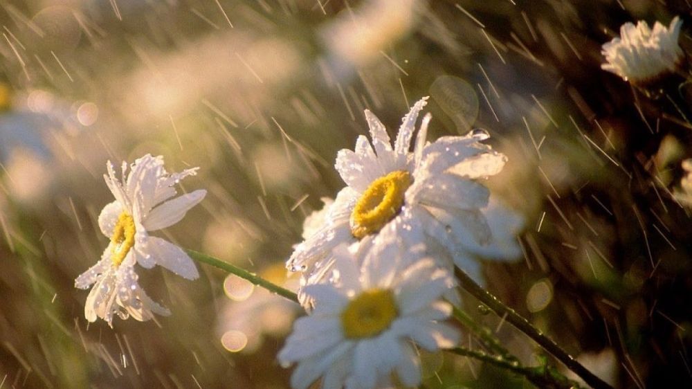 Дождь не просто нужен, его пора вызывать: В Молдове обещают на один день небольшую грозу перед неделей засухи и пекла +33