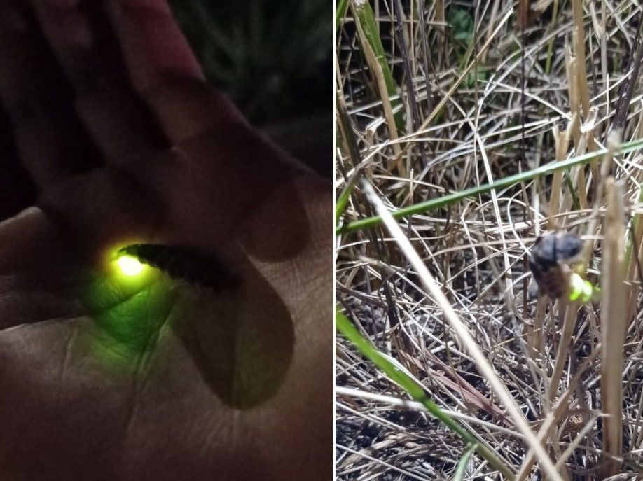 ��� ���������. ���� � ������������� �������