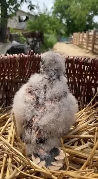 � ������ ������������ ����� �������� ����� �����