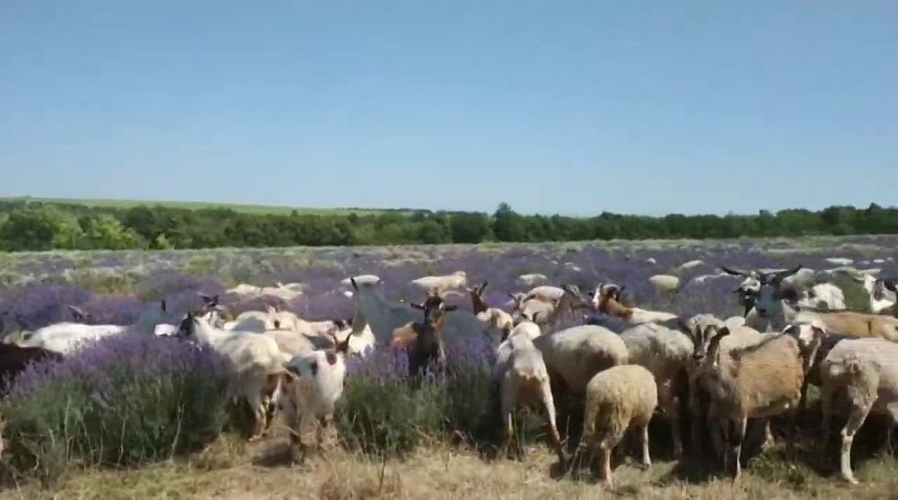 � ������������� ��������� ���������� ����� ������� � ��������� � ������� ���