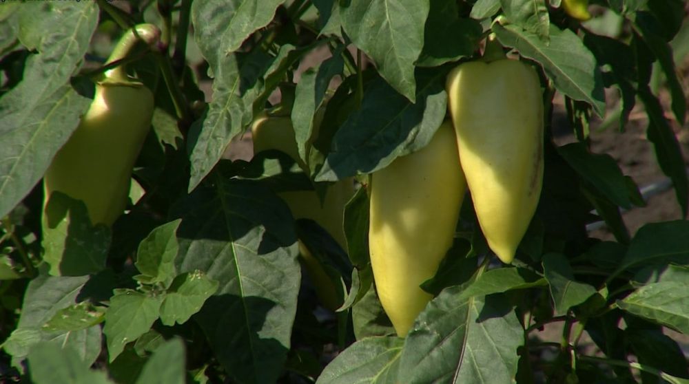 �� ����� � �������� ������� ���������� ������� � ��� ������ ���� �����