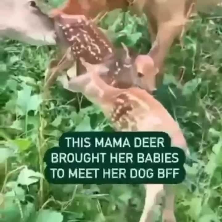 ������� �������� ����� ������ � ������-�������