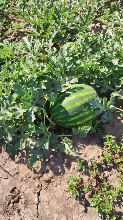 ����� � ����� ��������� ������