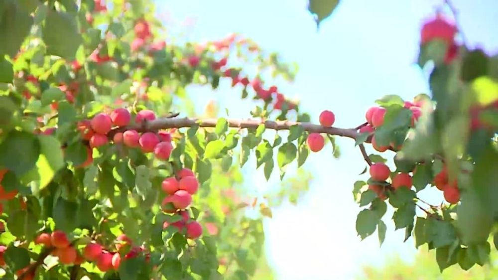 �� ������� ��������� ������ �������� ��������