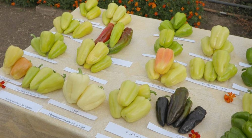 �-134, �-279, �-168. ��� �� �������� ����� ���������. ��� ��������������� �����. ������� �� ��� ��������� ���������