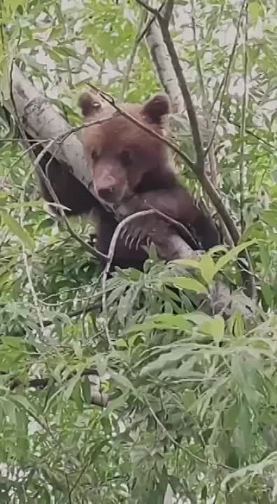 � ��������������-���������� ������� ������ ����� � ������ ����������