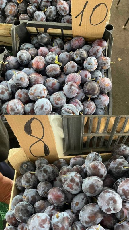 ������ ��������� �� 10 ������, ������ ����� �� 8 �� 12 ������, ������� �� ������� � �����