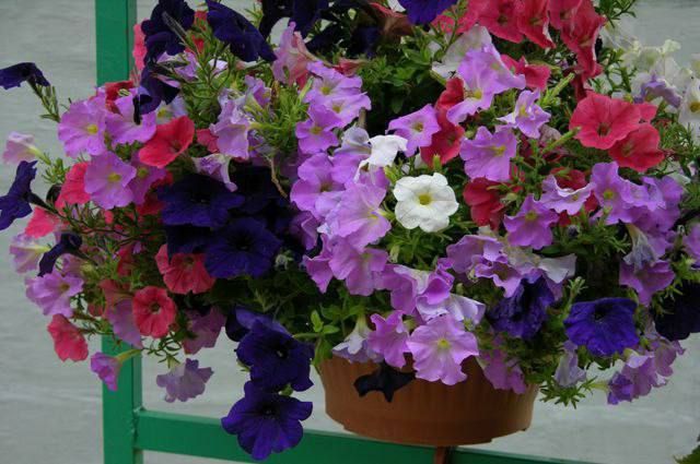 ������� � �������. �������� ������� ����� � �������� ��������� ����� ������� � �������