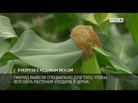 � ������ ������� ������ ������ ����� ������� �������� ����� ����������, � �� ������� ����������� �������. �������� �������� ������� ����� �������, ����������, ����� ������ �������� �� ����� ����