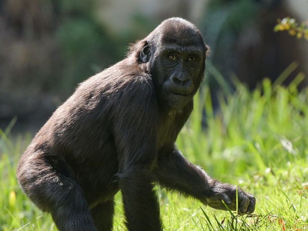 ������ ������ ����������� ����� ������� ������� � �������, �������� ��������