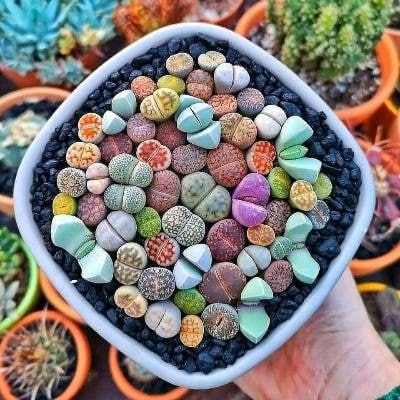 ������� ��� ����� �����