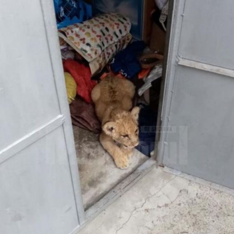 � ������� � ������ ���������� ������ ������ Phantera Leo