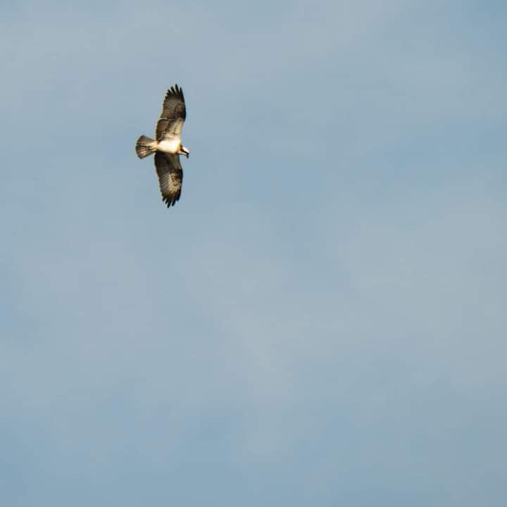 ����� ����������� "�������"