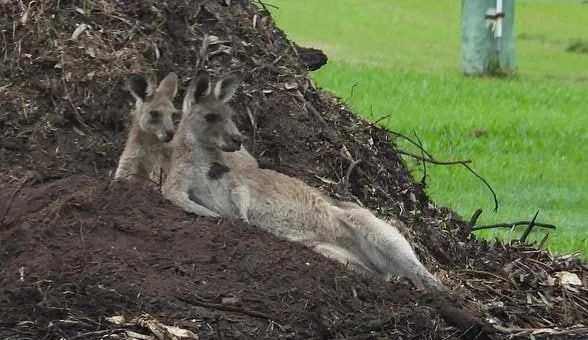 �� ��� �������.