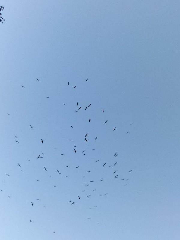 ���� ����� �����, �������� ������ ������� ���������: