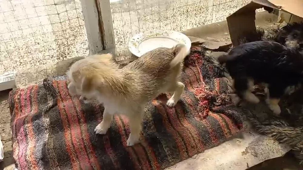 ��� ����� ����� � ����� ������ ������