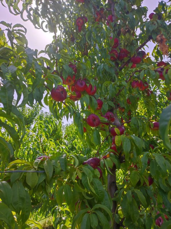 ��� �� ������ � �����������, � ��������� � �������