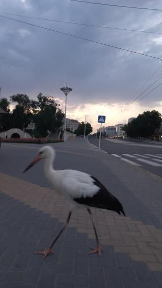 ������ ����������. ������ ���� � ������ ��������� ������ �� ����� �����