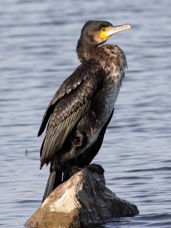 ������� ������� �����.. ������ ������� ��������� ���������, ��� ������ �������� �� ������ �������� ����� �� �����