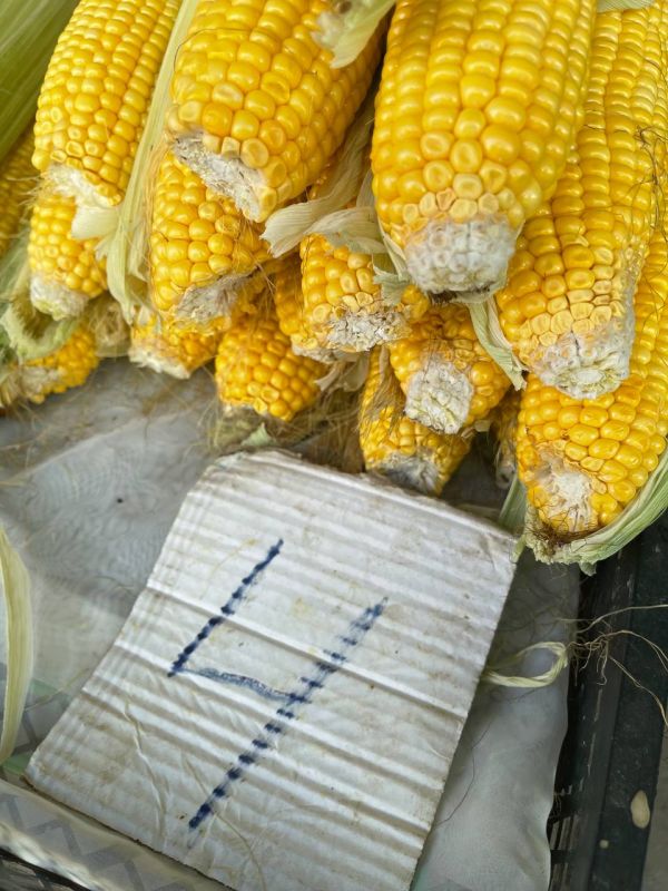 ��� ��� �� ���� �������� - ������ ����� �����