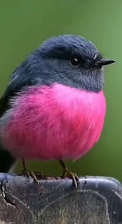 ������� ��������� � ������������� �������� ������������� ���� �������