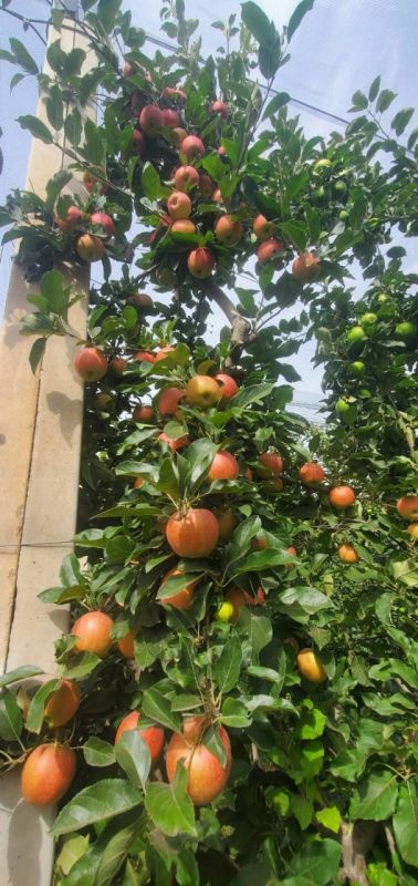 � ����� ������������� ������� ���� ������ �����