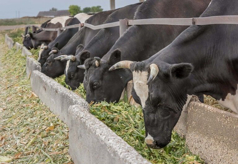 ������������� ������ ��� ����� �� ���������