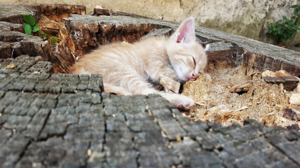 ����� ����� �� �����!. ���� ������ ����������