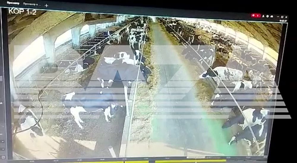 ����� 20 �������� ������� ����� �������� � ������� �������