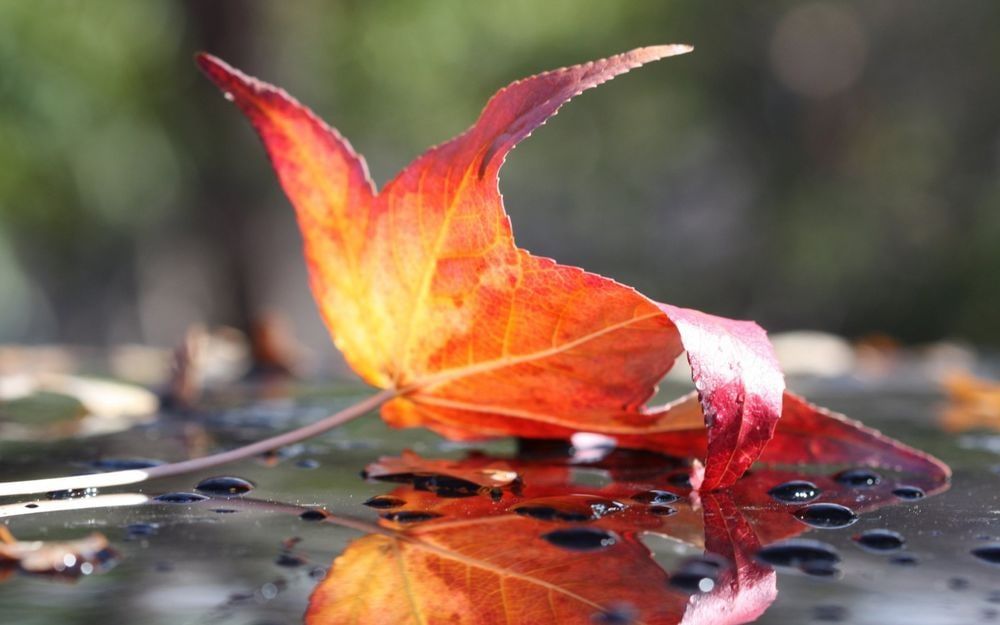 ������� ������ �����. 5 �������� - ���� �������������������