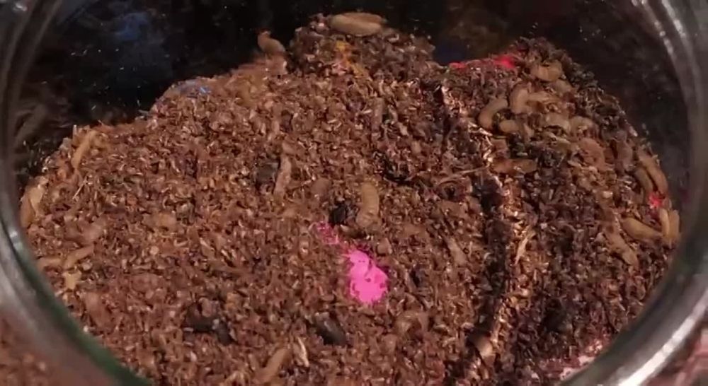 ��������� ����� ������ (�� �� ������ ��������) ������ � ��� �������������� ������ �� ������ Russian Extreme TV