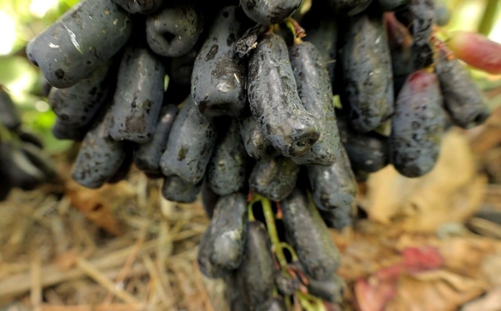 ����������� �� �������� �������� ��������� ��������