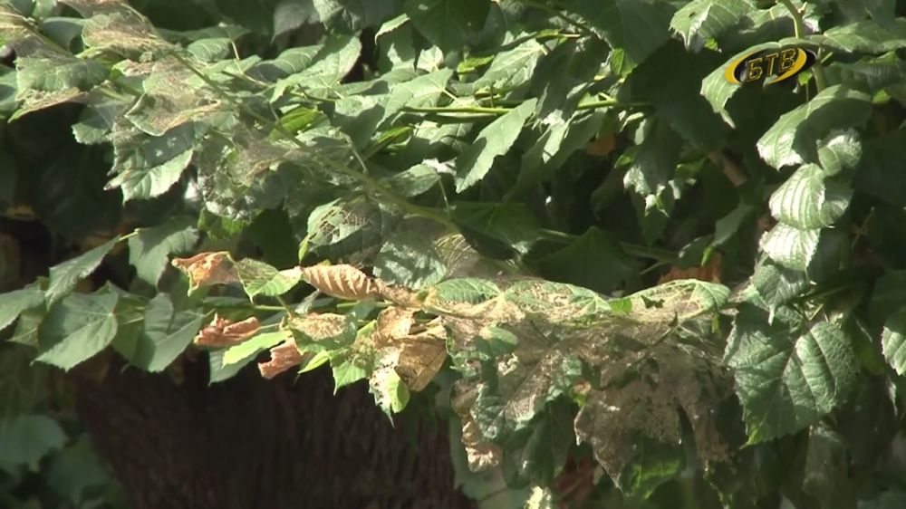 ������� VS �������-�������