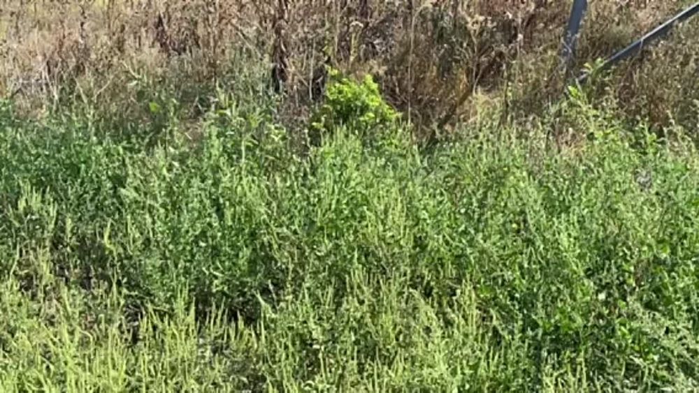 ������������ �������� �� ���� ������ ������� ��������� � ������������