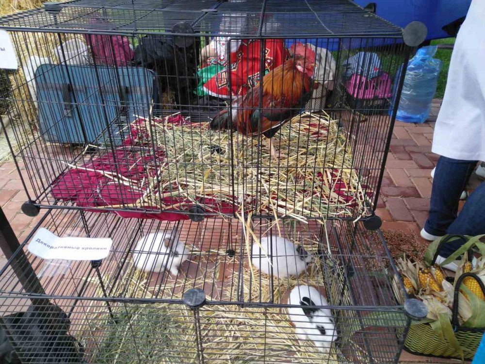 ���� ���� ����� ���������. ������������ ������ ���, ������� � �������