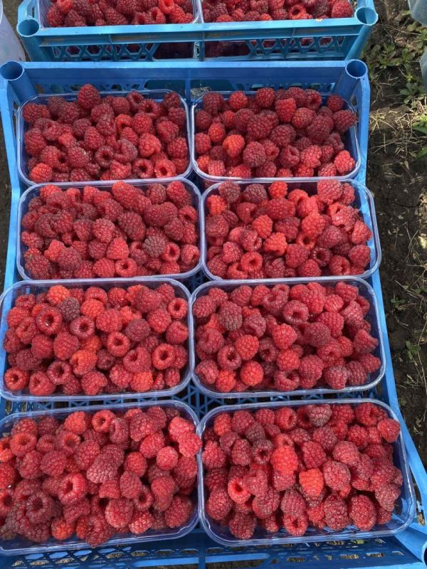 ��������� ����� ��������� �� ������