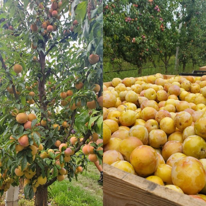 � ���� ��� ���������� ������ �������� ����� � �������� ����� �����