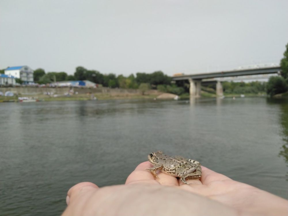 �������, 14 ��������, �������� ������ ����