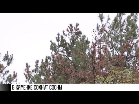 � ��������� ������ �������� �����