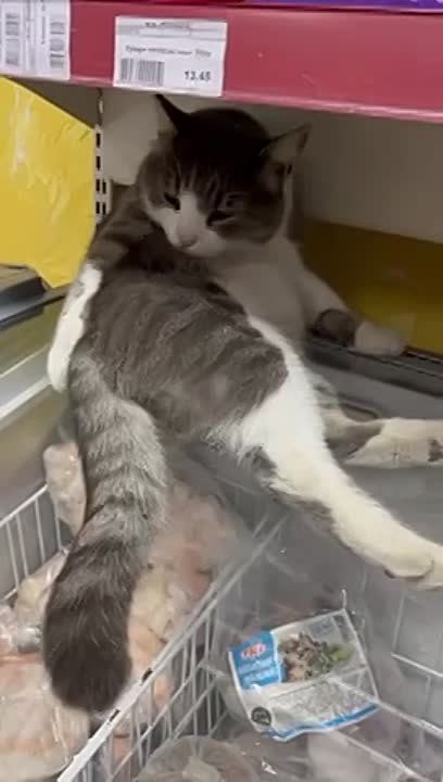 ����������� � �������