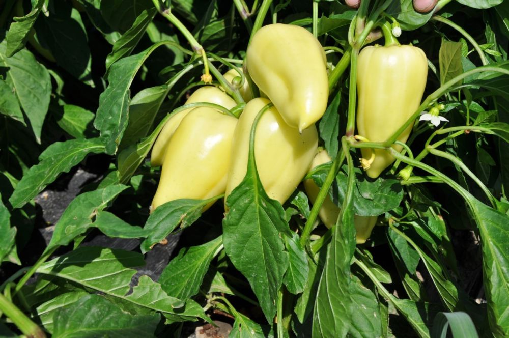 ������������ ������ ������ � ��������