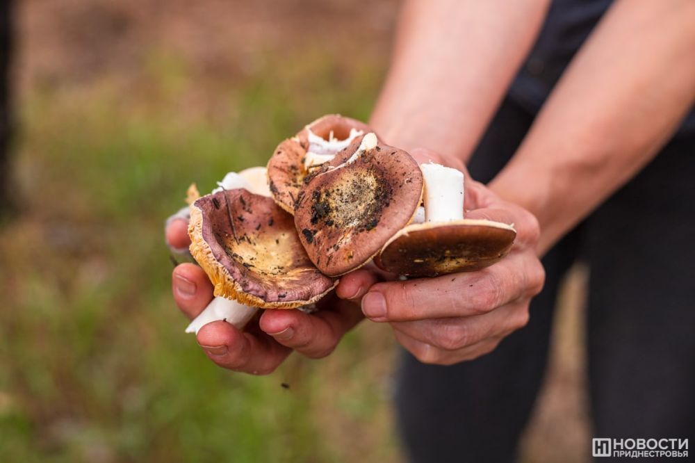 ������ �������� � ������� � ��������������� �����