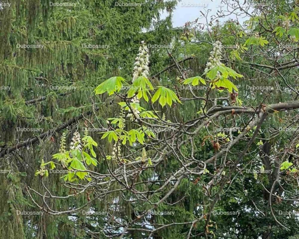 � ���������� ������ ������