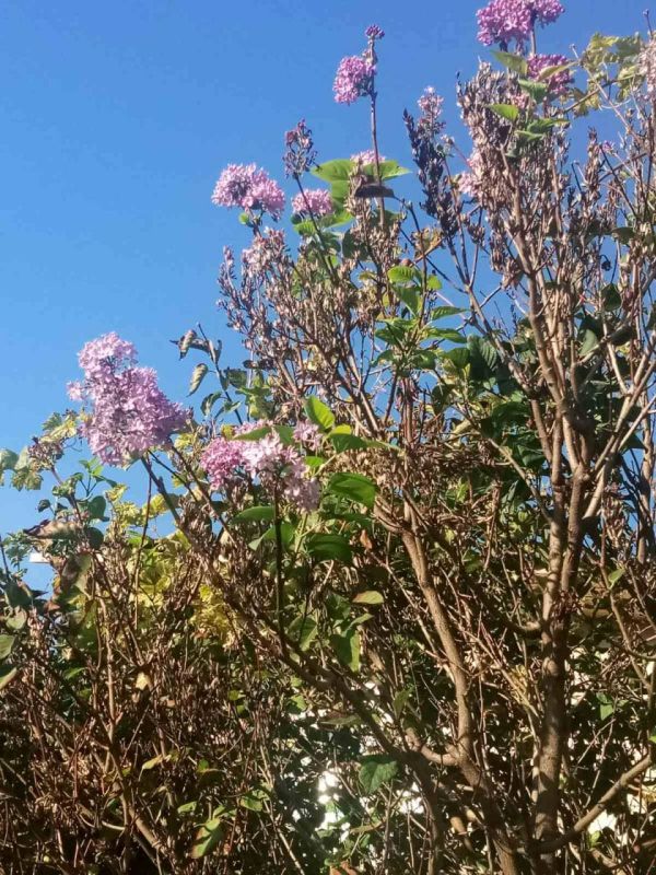 � ���������� ������ ���������� ����� ����