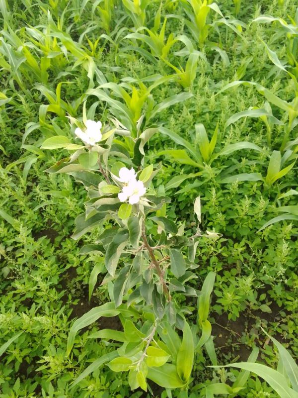 � ���� ������ � �������� ��������, 21 ��������, �������� ������