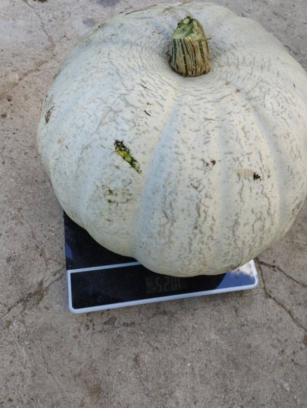 ���������� �� ���� ��� ������� ��� ���� � ����� � 7 �� � �������������� ������, ������ ������� �� ������, � �������� ������ � 10 �� 250 ��