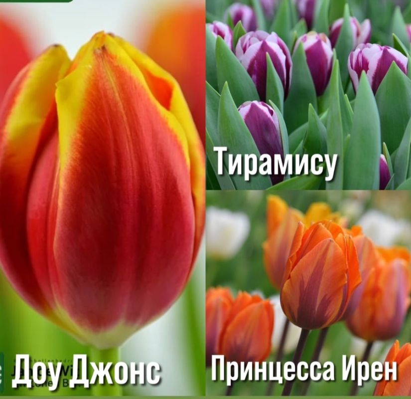 �� ������, ����� �������� ������� �� ���� � �����������